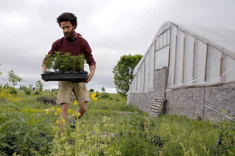 Ben Rooney, co-owner of Wild Folk Farm, moves hemp clones in preparation for planting in June. The state's order to remove edible products containing cannabidiol from stores threatens Maine’s fast-growing hemp industry.