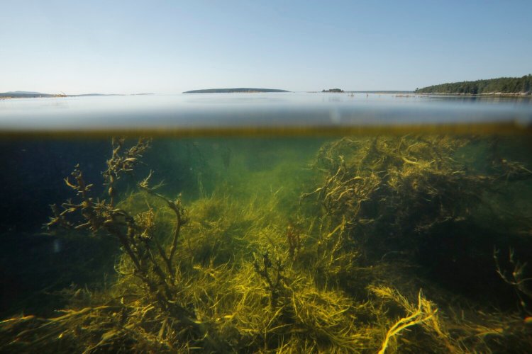 The Gulf of Maine at Curtis Cove in East Blue Hill on Sept. 6, 2015. 