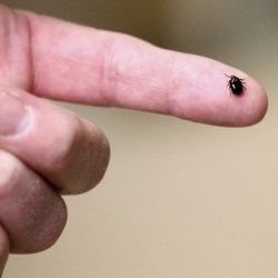 Ticks_Are_Back_45512