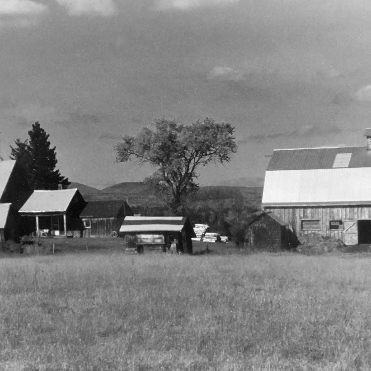 Remembering a beloved family farm dog